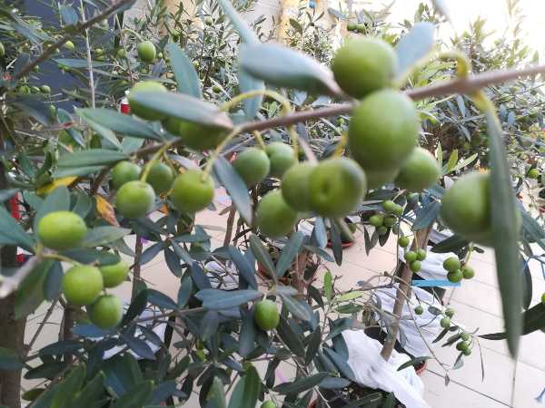 Olio: la tecnologia in alto vuoto aumenta il contenuto fenolico nell’extravergine d’oliva. Su “Food Chemistry” i risultati di una ricerca congiunta Università degli Studi di Perugia - Scuola Superiore Sant'Anna di Pisa