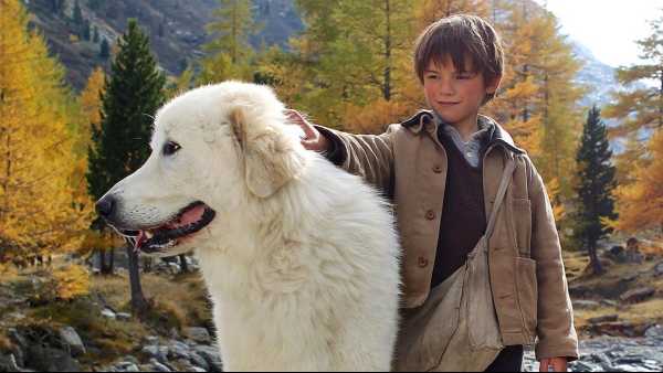 Oggi in TV: Belle e Sebastien. Amici per sempre Su Rai1, l'ultimo capitolo della trilogia