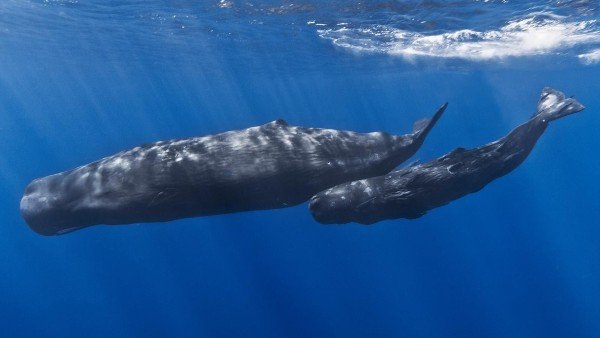 La "Wild Italy" di Rai5 (canale 23) I giganti del mediterraneo- sulle tracce dei capodogli