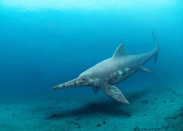 In Appennino “spunta” un rettile marino di 100 milioni di anni fa
