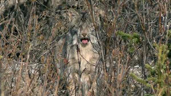 Oggi in TV: "I meccanismi della natura" di Rai5 (canale 23) - La foresta temperata
