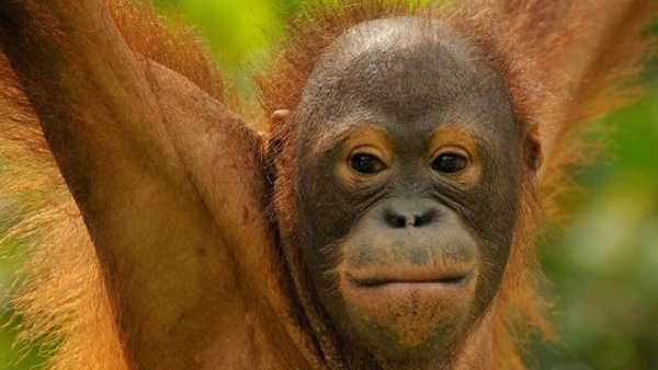 Oggi in TV: Su Rai5 (canale 23) "24/7 Wild" - Storia di una scimmia