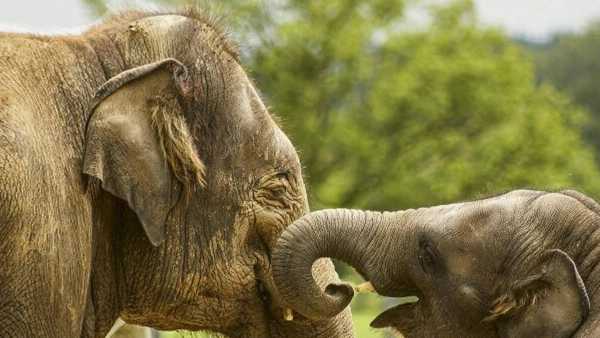 Oggi in TV: "24/7 Wild" su Rai5 (canale 23) - Storia di un elefante