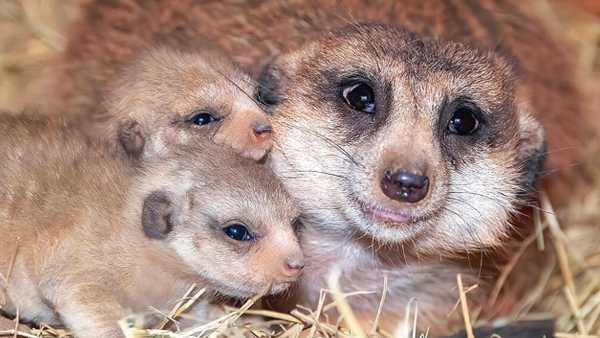 Oggi in TV: Su Rai5 (canale 23) "24/7 Wild" - Storia di una suricata