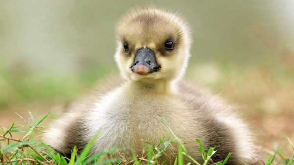 Oggi in TV: Cuccioli selvaggi - Su Rai5 (canale 23) tra terra e acqua