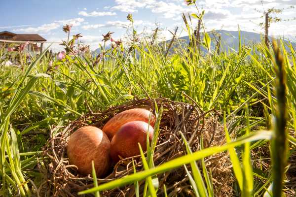 Pasqua in un maso Gallo Rosso