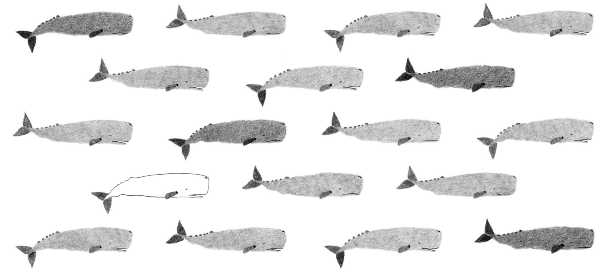 BI-BOx: "72 balene e altri animali", la mostra dell’illustratore Andrea Antinori riparte a Biella con quattro appuntamenti