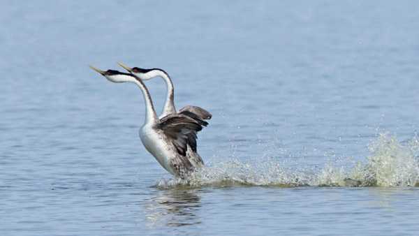 Oggi in TV: "I grandi ballerini della natura" - Su Rai5 (canale 23) la danza della vita