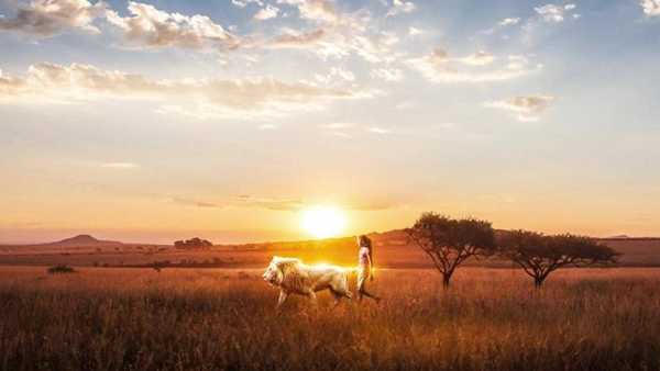 Stasera in TV: In prima visione su Rai1 l'avventura di "Mia e il leone bianco" - Con Daniah De Villiers, Melanie Laurent, Langley Kirkwood
