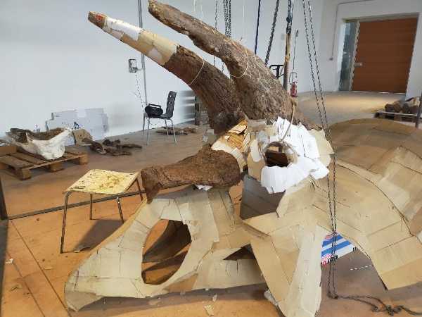DINOSAURI - In lavorazione a Trieste, nei laboratori specializzati della ZOIC, lo scheletro del piu' grande triceratopo mai rinvenuto al mondo