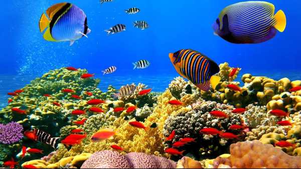 Oggi in TV: Wildest Pacific - Su Rai5 (canale 23) le barriere coralline