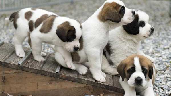 Oggi in Radio: A Mary Pop: Animali domestici che passione - Su Radio1 anche 'Radio di Bordo' con Raffaele Roselli