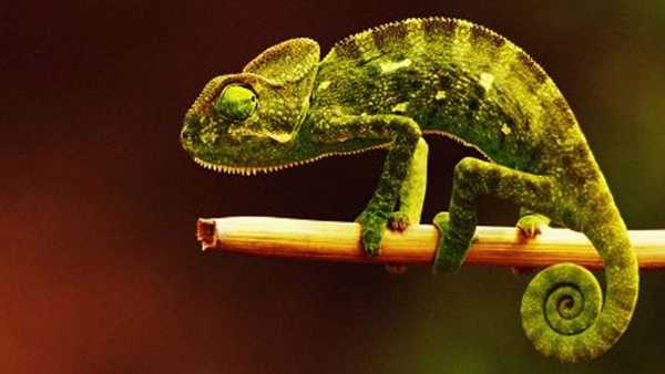 Oggi in TV: Animali in miniatura - Su Rai5 (canale 23) gli abitanti dei piccoli mondi