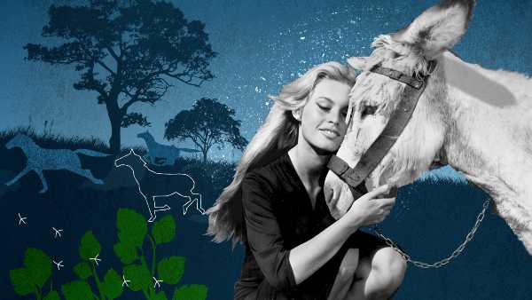 Sky Arte - stasera "Brigitte Bardot, Eterna Ribelle" - La donna che ha incarnato lo spirito degli anni '70 racconta la sua più grande ribellione