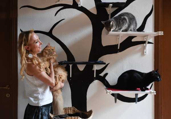 Il digital che aiuta i veterinari: Startup Bakery lancia Veterly