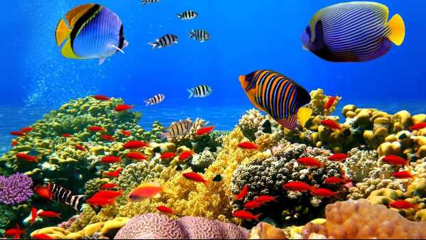 ggi in TV: "Wildest Pacific" con Rai5 (canale 23) - Isole