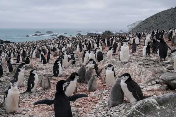 SKY TG24 - “DISAPPEARING PENGUINS”, il documentario di Greenpeace che racconta la drammatica riduzione delle colonie di pinguini ad Elephant Island a causa dei mutamenti climatici