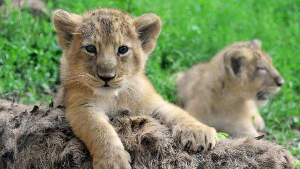 Oggi in TV: Cuccioli selvaggi - Su Rai5 (canale 23) i figli della Savana
