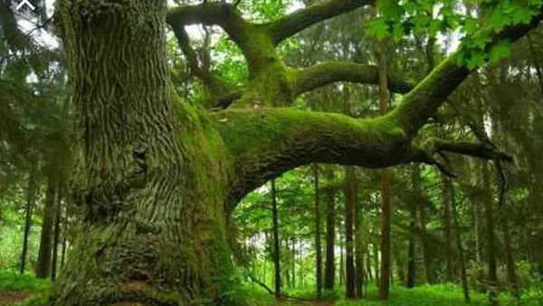 Oggi in TV: I meccanismi della natura di Rai5 (canale 23) - La foresta temperata, un habitat a volte estremo