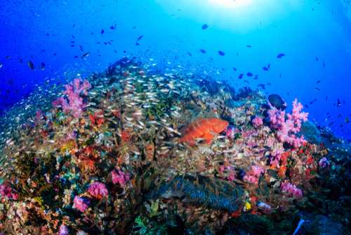 Oggi in TV: Rai5 (canale 23) e "I meccanismi della natura". La vita negli ecosistemi acquatici