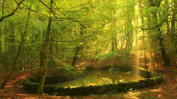Oggi in TV: La "Wild Italy" di Rai5 (canale 23) - Antiche foreste