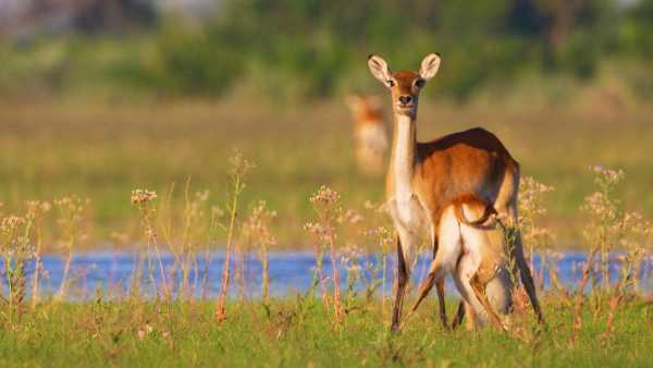 Stasera in TV: Immensa Africa - Su Rai5 (canale 23) la Riserva di Mashatu