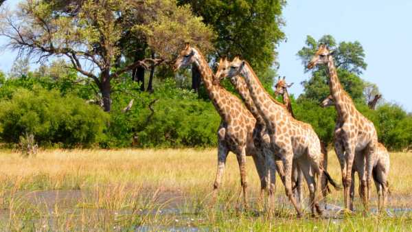 Stasera in TV: Immensa Africa - Su Rai5 (canale 23) viaggio in Botswana Stasera in TV: Immensa Africa - Su Rai5 (canale 23) viaggio in Botswana