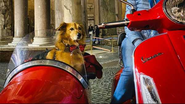 Cinque incredibili esperienze da fare con il vostro cane almeno una volta nella vita