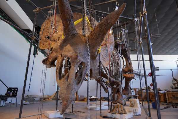 DINOSAURO BIG JOHN in mostra a Trieste: il piu' grande scheltro di triceratopo mai rinvenuto prima al mondo