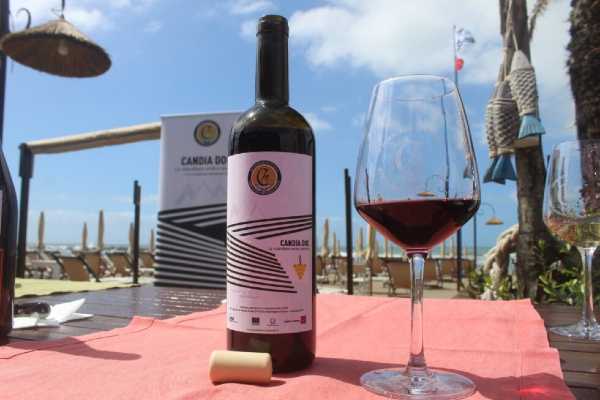 Vino: viticoltura eroica, custodi del territorio e Candia Doc. Se ne parla al Caffè della Versiliana.