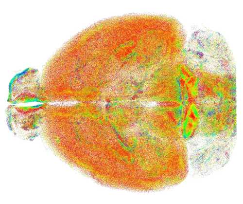 Studio del cervello, la ricerca si mette...a fuoco. Innovativa tecnica ottica a cura di Università di Firenze, Lens e Cnr-Ino