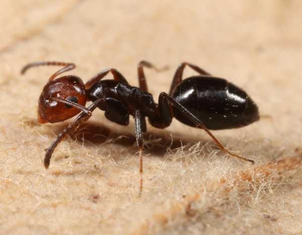 Scoperta una nuova specie di formiche in Italia grazie a uno studio coordinato dall’Università di Parma