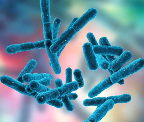 Vacanze, in valigia non dimentichiamo i probiotici: sono gli alleati della salute dell’intestino