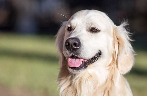 DOG FILM FESTIVAL: vincitori e premi speciali della prima edizione