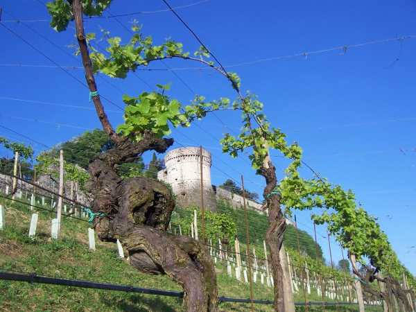 Dolce Autunno fra i vigneti della provincia di Brescia alla scoperta di Franciacorta, Garda, Colli dei Longobardi e Valle Camonica