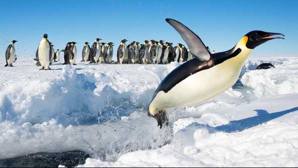 Oggi in TV: Wildest Antarctic" su Rai5 (canale 23). Viaggio nel continente antartico