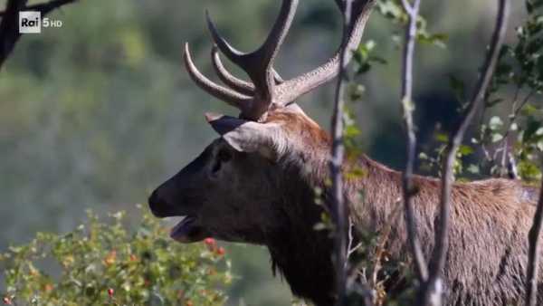 Oggi in TV: La "Wild Italy" di Rai5 (canale 23). I cervi