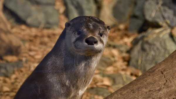 Oggi in TV:I predatori del fiume a "Wild Italy". Con Rai5 (canale 23) sulle tracce della lontra