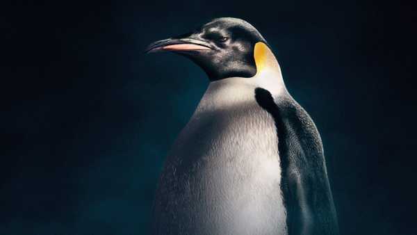 Oggi in TV: Wildest Antarctic - Su Rai5 (canale 23) le stagioni tra i ghiacci