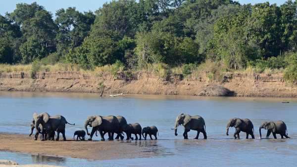 Stasera in TV: Immensa Africa - Su Rai5 (canale 23) la riserva di Mala Mala