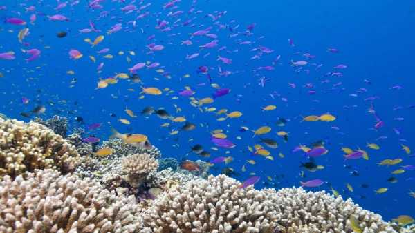 Oggi in TV: Wildest Pacific su Rai5 (canale 23). Isole
