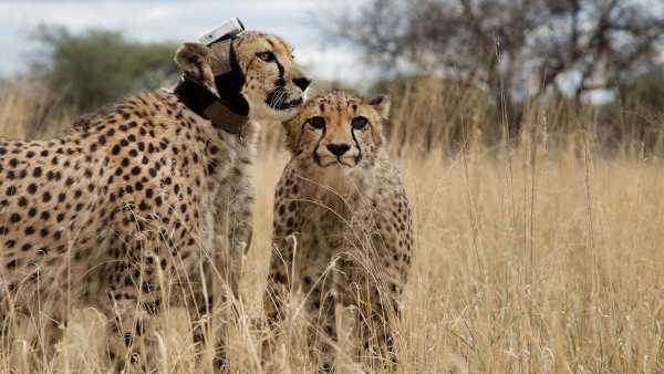 Stasera in TV: Su Rai5 (canale 23) "Animals with Cameras" - Con gli occhi del ghepardo
