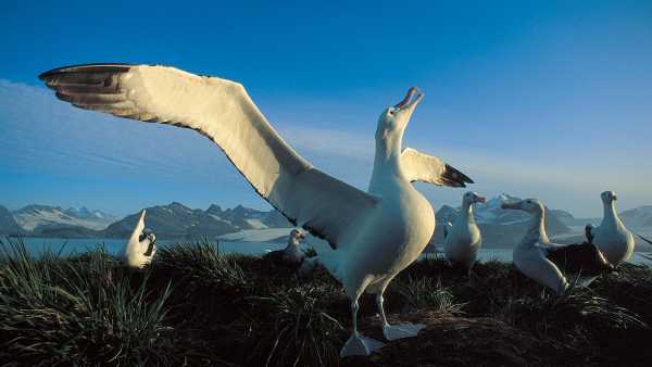 Oggi in TV: Wildest Antartic. Su Rai5 (canale 23) le isole ghiacciate