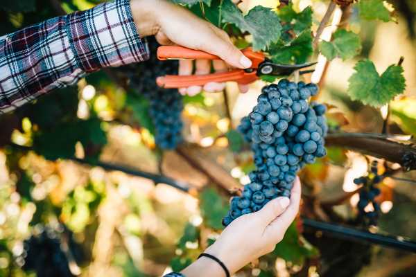 Monte delle Vigne, al via la prima vendemmia interamente biologica