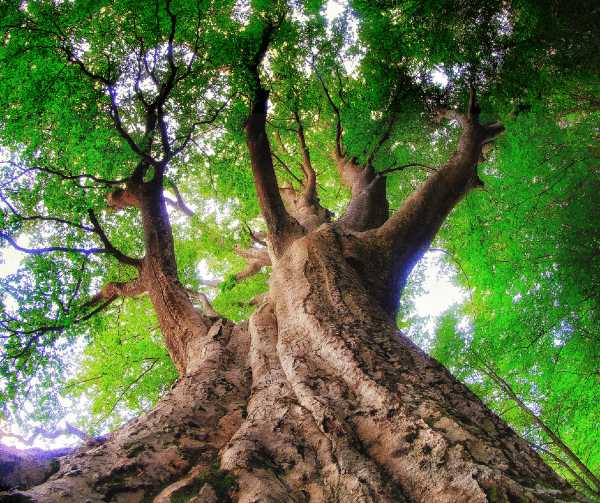 Alberi in Cammino sul Monte Barigazzo