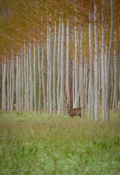 Dal Friuli alla Campania, ecco le foreste più belle d’Italia: PEFC premia i vincitori del concorso fotografico 2021