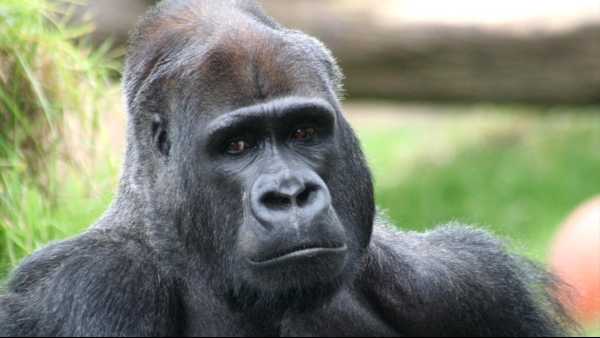 Oggi in TV: Animal Strategies. Su Rai5 (canale 23) i comportamenti delle scimmie