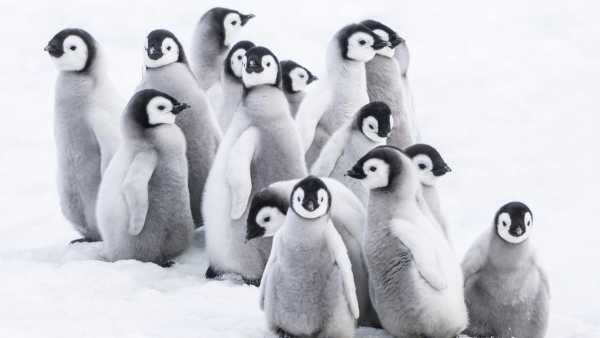 Oggi in TV: "Wildest Antarctic". Con Rai5 (canale 23) nei ghiacci perenni