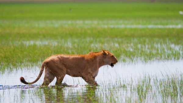 Oggi in TV: Animal Strategies su Rai5 (canale 23). La scelta dell'arma