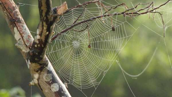 Oggi in TV: La Wild Italy di Rai5 (canale 23). Piccoli predatori e grandi vulcani